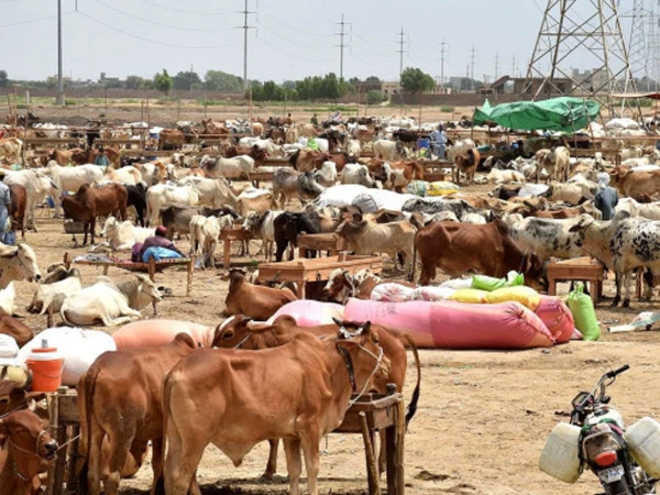 KMC Allowed to Set Up Cattle Markets at Five Locations in Karachi