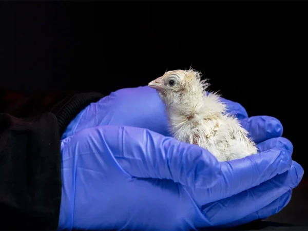 Scientists Move Closer to Reviving Extinct Giant Moa Bird